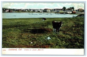 c1910's Scene On Lake Merritt Oakland California CA, Cow Boat Antique Postcard