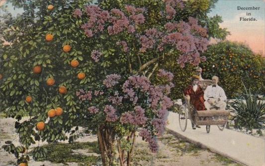 Beautiful Flowers December In Florida 1909