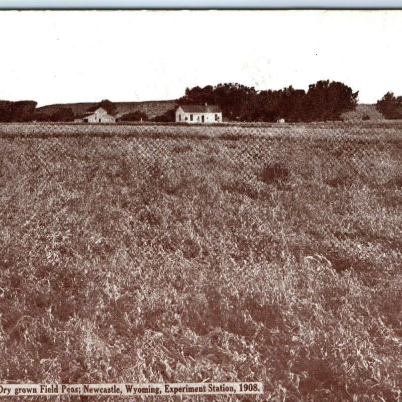 1908 Newcastle, Wyo. Litho Photo Postcard Experiment Station Field Peas Farm A26