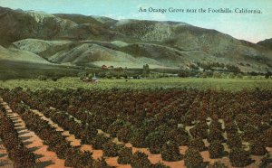 Vintage Postcard 1910's An Orange Grove Near Foothills California Western Pub.