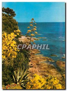 Postcard Modern Mediterranean exotic Vegetation