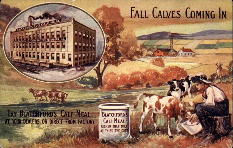 Cattle Cows Blatchford's Calf Meal & Factory Waukegan IL Cancel Postcard