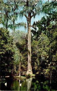 Vintage Ponce De Leon Springs Postcard Florida Bald Cypress