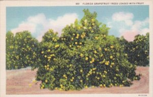 Florida Grapefruit Trees Loaded With Fruit Curteich