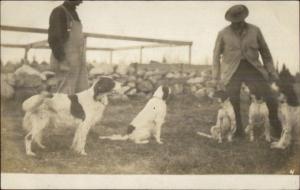 5 English Spaniel Dogs & Men c1910 Real Photo Postcard #1 HUNTING