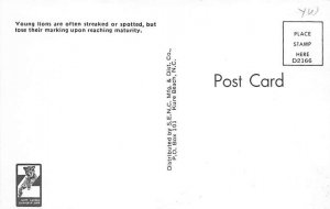 Young Lions Cat Unused 