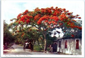Postcard - Royal Poinciana Tree - Nassau, Bahamas