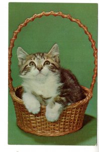 Kitten In a Basket,