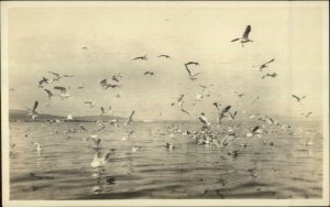 Seagulls & Lighthouse in Background Publ in North East Harbor ME c1910 RPPC #2