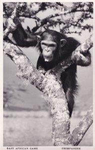 Chimpanzee Uganda Kenya East African Real Photo Vintage Postcard