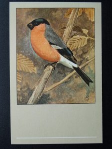 Bird Theme BULLFINCH c1950s Postcard by P. Sluis Series 9 No.98