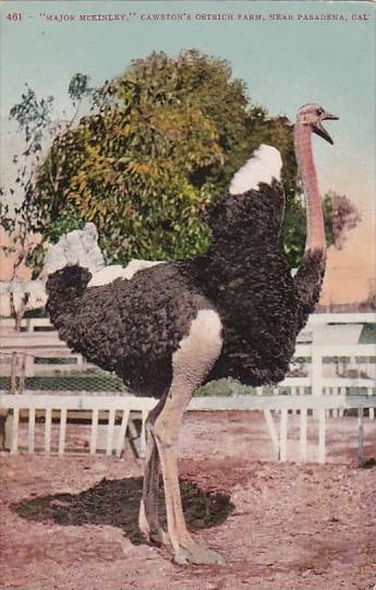 Major McKinley Cawston's Ostrich Farm Near Pasadena California