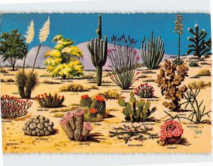 Postcard Cacti And Desert Flora Of The Great Southwest