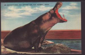 Hippopotamus,San Antonio Zoo,San Antonio,TX Postcard