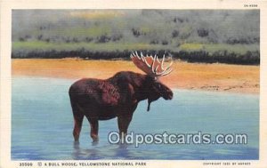 Yellowstone National Park, USA Bull Moose Unused 