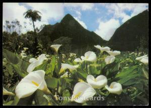 Ile de la Reunion - Foret de Bebourg Plaine des Palmistes