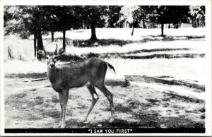 Vtg I Saw You First Deer In Park Falls Wisconsin WI Postcard