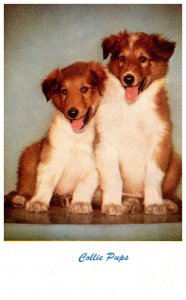 Dog  Collie Pups