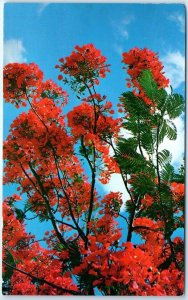 Postcard - Royal Poinciana Tree in Full Bloom