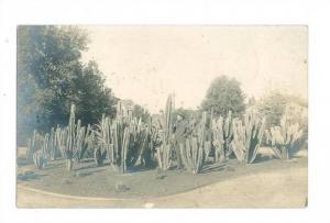 LP38    Cactus  Cacti     old vintage Postcard, real photo