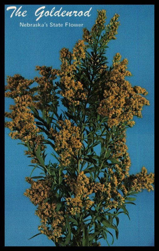 Goldenrod,Nebraska's State Flower