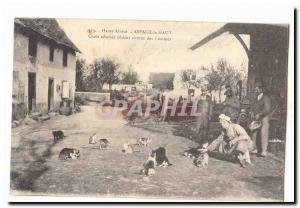 Aspach Upper Old Postcard Cats hungry loitering kitchens