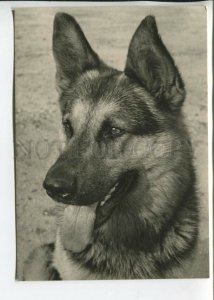 465692 USSR 1961 year photo of Eric Tylinik dog German Shepherd postcard