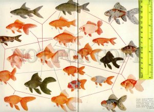 476857 origin chart for 17 different breeds of goldfish Vintage folding poster