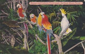 Florida Miami Colorful Macaws & Cockatoo Parrot Jungle Red Road