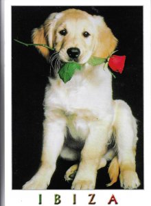 Ibiza. Dog wigth a rose Modern Spanish  photo postcard 1970s