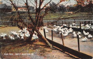 Duck Farm Allentown, Pennsylvania PA Postcards
