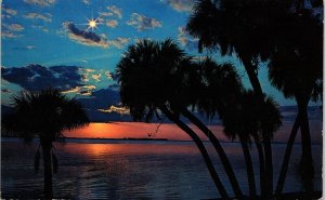 Southern Night Palms Palm Trees Sunset Over Water Postcard VTG UNP Plastichrome 