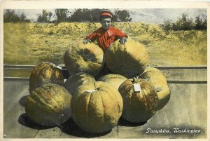 c1910 Postcard: Boy Poses with Huge Pumpkins, Washington Agriculture Farming