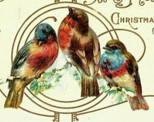 1907-15 Wish You A Joyous Christmas Postcard Three Song Birds Art Nouveau Gold 