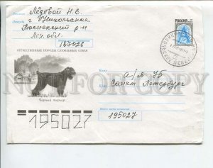 437151 RUSSIA 1999 year Strelnikova dog black terrier real posted postal COVER