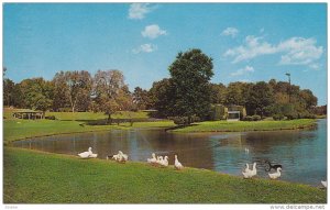 Freedom Park, Swans, CHARLOTTE, North Carolina, PU-1965