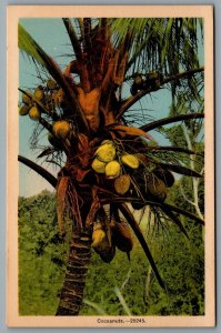 Postcard c1940s Coconut Tree Showing Coconuts Cocos Nucifera Unused Linen