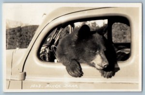 Banff Canada Postcard Black Bear in Driver Seat Byron Harmon 1947 RPPC Photo