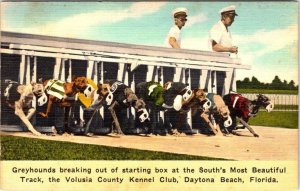 Daytona Beach FL Florida VOLUSIA COUNTY KENNEL CLUB Greyhound Dog Track Postcard