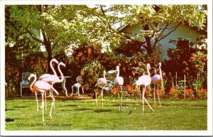 Oregon Portland Lambert Gardens Flamingos