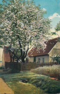 Floral vintage greetings postcard Saxony tree in full bloom