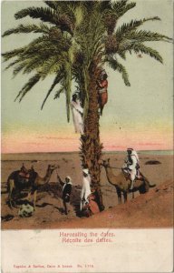 PC EGYPT, HARVESTING THE DATES, Vintage Postcard (b43907)