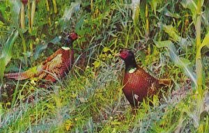 South Dakota State Bird Of South Dakota