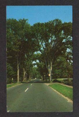 MA Street Elms YARMOUTHPORT CAPE COD MASS Postcard PC