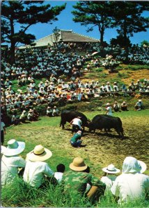 Postcard Japan Okinawa -  Bullfight