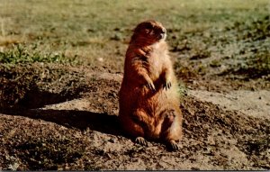 Prairie Dog In The Black Hills Of South Dakota