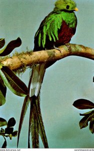 Birds The Northern Quetzal