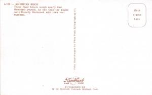 AMERICAN BISON HUGE BEAST WEIGHING NEARLY 2000 POUNDS POSTCARD