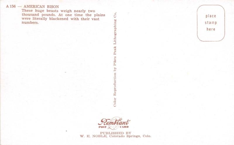 AMERICAN BISON HUGE BEAST WEIGHING NEARLY 2000 POUNDS POSTCARD