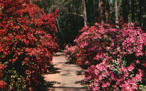 Vintage Postcard Magnolia Gardens World's Most Beautiful Garden Charleston SC